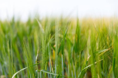 Bu resim, uzun, yeşil saplarını ve karmaşık dokularını vurgulayan, tarımsal büyümeyi ve tarım arazilerindeki doğanın güzelliğini sembolize eden yoğun bir arpa mahsulünü gösteriyor..