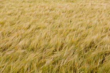 Rüzgarda zarif bir şekilde sallanan altın buğday tarlasını gösteren, kırsal yaşamın özünü ve tarım arazisindeki doğanın cömertliğini simgeleyen resimsel bir manzara..