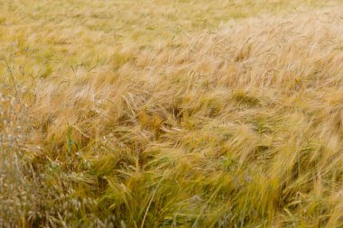 Bu resim, rüzgarda zarifçe sallanan büyük bir altın çim tarlasını gösteriyor. Yaşam dolu doğal bir arazide sükunetin özünü yakalıyor..