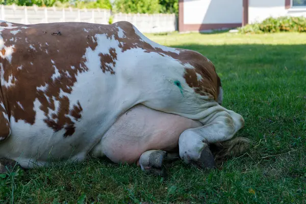 Resim, sakin bir çiftlik ortamında yeşil çimlerin üzerinde rahatça dinlenen bir ineği tasvir ediyor. Ayırt edici kahverengi ve beyaz önlüğü doğal çevreyle güzel bir şekilde harmanlanarak huzurlu bir manzara sağlıyor..