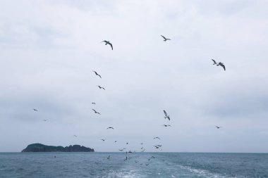 Bu görüntü, okyanus üzerinde süzülen çeşitli kuşların bulunduğu sakin bir deniz manzarası yakalar. Bulutlarla dolu kasvetli bir gökyüzüne karşı yeşil bir ada görünür..