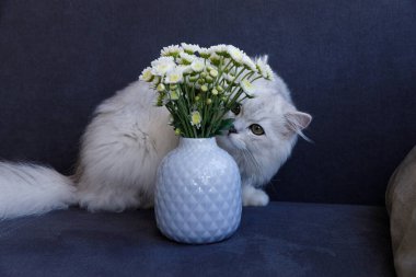 Hoş beyaz bir kedi, taze çiçeklerle dolu bir vazoyu merak uyandırıcı bir şekilde kokluyor, rahat bir ev ortamında huzurlu bir ortam yaratıyor, doğanın ve arkadaşlığın güzelliğini vurguluyor..