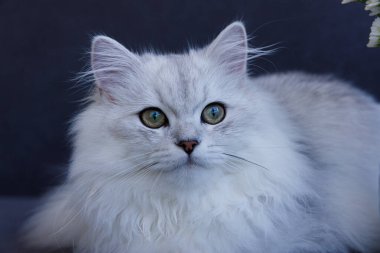 Bu çarpıcı yakın çekim, tüylü bir kedinin zarafetini ortaya çıkarıyor. Gümüş bir ceket ve çarpıcı yeşil gözler, kedi güzelliğinin zarafetini ve çekiciliğini gözler önüne seriyor..