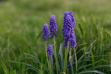 Mor Muscari çiçeklerinden oluşan canlı bir demet, zengin yeşil çimenlerin arasında duruyor. Güneşli mevsimde doğanın güzelliğini somutlaştırıyor. Çiçeklerin zarafetini sergiliyor..