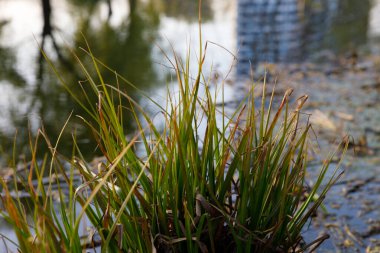 Bu görüntü, suyun yanında büyüyen canlı yeşil otları, hafif dalgalanmalar ve barışçıl bir atmosferle doğanın dingin güzelliğini yansıtıyor..