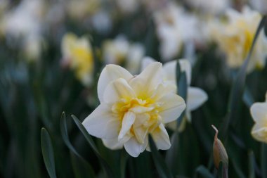 Bu çarpıcı yakın çekim görüntüsü, narin sarı ve beyaz yapraklı güzel bir nergis sergiliyor. Etrafı yemyeşil yapraklarla çevrili, baharın özünü mükemmel bir şekilde yakalar..