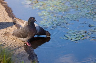 Suyun kenarında iki güvercini gösteren sakin bir sahne, göletten huzur içinde su içiyorlar, güzel nilüferler havada süzülüyor ve huzurlu bir atmosfer deneyimi güçlendiriyor..