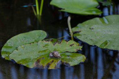 Bu görüntü, nilüfer yaprağının üzerindeki salyangozun yakın çekimi ile huzurlu bir gölet ortamı yakalıyor. Canlı yeşil yapraklar ve sakin su dingin doğal bir manzara yaratır, rahatlamak için mükemmeldir..