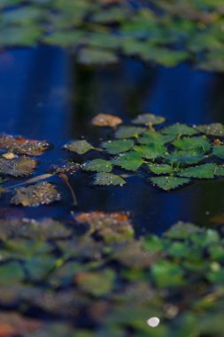 Bu sakin görüntü, arka planda yumuşak ışık ve mavi gölgeler ile sakin bir atmosferi yansıtan, karanlık bir su yüzeyinde zarif bir şekilde yüzen yeşil yaprakları yakalar..