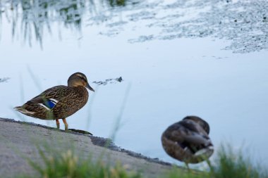 Bu sakin sahnede, bir dişi ördek suların kenarında durur, çevresini izler, başka bir ördek ise huzurlu bir göletin yanındaki yumuşak otların arasında uzanır..