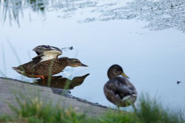 Bu resim sahnesinde, bir ördek sakin bir göletin yanında nazikçe kanatlarını çırparken bir diğeri ise doğanın güzelliğini ve sükunetini yansıtıyor..