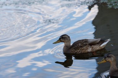 İki yaban ördeği, sakin bir su yüzeyinde zarifçe süzülüyor. Çevreden yansımalar ve yumuşak dalgalarla süslenmiş, resmedilmiş doğal bir ortam sergiliyorlar..