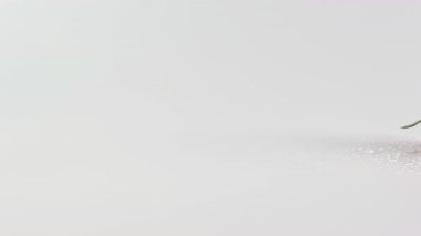 Doğanın güzelliğine tanık olun, tek bir yaprak ve damlacıklarla akan akarsular, kayalar ve yemyeşil alanlarla birleşerek sakin orman manzaraları yaratıyor..