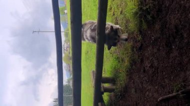 Dikey video doğanın sihrini deneyimleyin. Oyuncu bir köpek ahşap bir çitin kenarındaki yeşil alanları keşfederken, dost inekler yemyeşil otlakların ortasında manzaralı bir yol kenarında gezinirler..