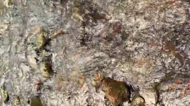 Dikey video kendini, akmakta olan bir akarsuyun rahatlatıcı görsellerine bırak kristal berrak su altında kaya ve çakıl taşlarını göster, sakinlik ve doğanın güzelliğinin mükemmel bir karışımını sunar..