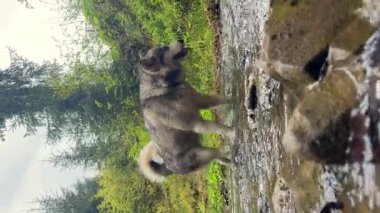 Dikey video. Bu meraklı gri köpeğe katılın. Ormanın yemyeşil sularında neşeyle dingin bir dereyi keşfediyor..