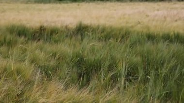 Yeşilin ve altın renklerin çeşitli tonlarında yemyeşil otlarla dolu nefes kesici bir engin deneyim, resim gibi bir manzarada yumuşak bulutlu bir gökyüzü altında hafifçe salınan.