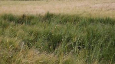 Bereketli yeşil, sarı ve kahverengi otların esintide hafifçe sallandığı büyüleyici renk paletini gösteren manzaralı bir alanın sakinliğini hissedin..