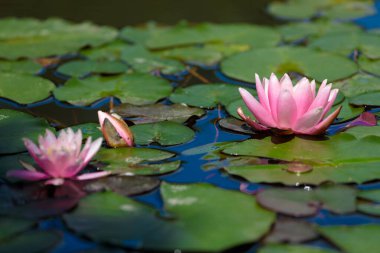Huzurlu bir gölette çiçek açan narin pembe nilüferlerin yer aldığı büyüleyici bir manzara. Yanında, huzurlu bir doğal ortamda güneş ışığını yansıtan canlı yeşil zambaklar da var..