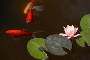 Canlı turuncu süs balığının sergilendiği sakin ve güzel bir resim. Nilüfer çiçeğinin yanında, dingin göletin altında yemyeşil nilüferler eşliğinde, narin bir pembe su çiçeğinin yanında yüzüyor..