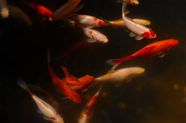 Bu resim kırmızı ve beyazın çeşitli tonlarında canlı bir Japon balığı topluluğunu tasvir ediyor. Yumuşak ışıklandırmayla vurgulanan hareketlilik ve sükunetle dolu sakin bir sualtı sahnesi oluşturuyor..