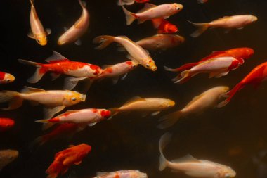 Bu büyüleyici görüntü, çeşitli Japon balıklarının zarif bir şekilde yüzdüğü, benzersiz desenlerini ve renklerini sakin bir ortamda sergileyerek, sakin bir atmosfer yarattıkları canlı bir sualtı dünyası sergiliyor..