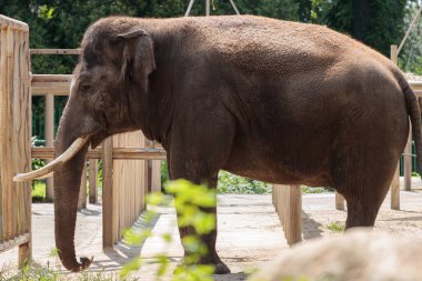 Yalnız bir fil, yaşam alanının yemyeşil ortamının tadını çıkarırken etkileyici boyutunu ve benzersiz özelliklerini sergileyerek kendi kabuğunda huzur içinde duruyor..