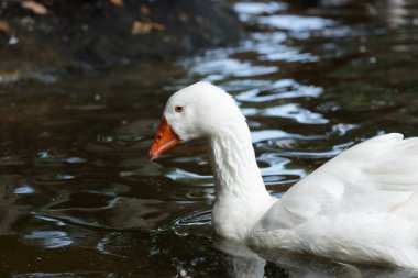 Görüntü, durgun sularda zarif bir şekilde yüzen beyaz bir kaz yakalıyor çarpıcı özelliklerini ve canlı renklerini doğanın yemyeşil arka planına karşı sergiliyor..
