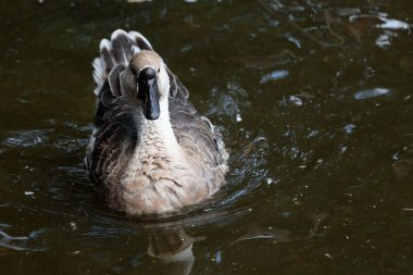 Bu resim sakin sularda zarifçe süzülen sakin bir kaz tüyünü ve dingin tavrını sergiliyor, doğal dünyanın sakinliğini somutlaştırıyor..