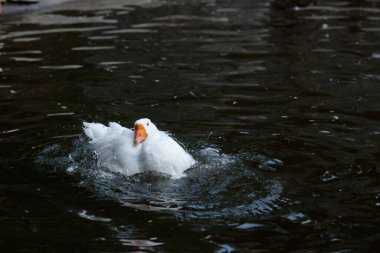 Bu büyüleyici görüntü, karanlık sularda süzülen beyaz bir ördeği gösteriyor. Yumuşak dalgalanmalar yaratarak, huzurlu çevreyi yansıtıyor ve doğanın barışçıl özünü yakalıyor..