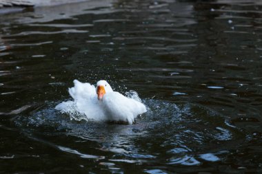 Bu hoş görüntü, sakin bir gölette neşeyle sıçrayan beyaz bir kaz yakalar, canlı kişiliğini ve huzurlu doğal ortamdaki vahşi yaşamın güzelliğini gözler önüne serer..