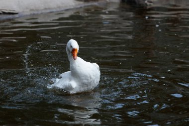 Bu büyüleyici görüntü, huzurlu bir gölette enerjik bir şekilde yüzen beyaz bir kaz gösteriyor. Huzurlu bir ortamda sudaki zamanının tadını çıkarırken neşe dolu sıçramalar yaratıyor..