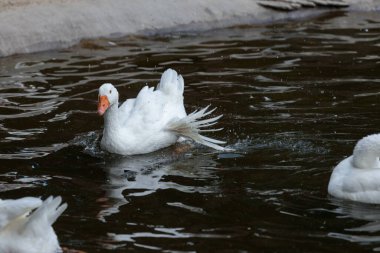 Görüntü, karanlık sularda yüzen çarpıcı bir beyaz kaz gösteriyor, dalgalanmalar yaratıyor. Sahne, doğanın güzelliği içindeki kuşun sükuneti ve zarif hareketlerini yansıtıyor..