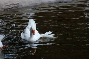 Bu büyüleyici görüntü, güzelliğini ve sükunetini yansıtan dalgalı suyla çevrili huzurlu bir gölette zahmetsizce yüzen zarif beyaz bir kaz gösteriyor..