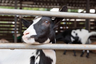 Görüntü, belirgin siyah beyaz işaretleri olan bir süt ineğinin yakın çekimini gösteriyor. Ahırın içindeki metal bir çitten bakıyor, çiftlik ortamının huzurlu doğasını çağrıştırıyor..