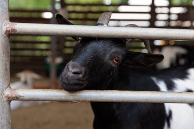 Bu resim metal bir çitin içinden bakan meraklı bir keçinin eşsiz özelliklerini ve cazibesini ince tarım elementleriyle dolu kırsal bir ahır ortamında sergilediğini gösteriyor..