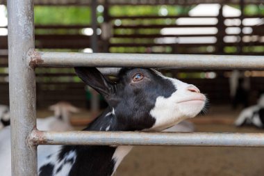 Bu resimde, bir keçinin kafasının kırsal metal bir çitin içinden gözetlemesi, belirgin siyah ve beyaz işaretleri, büyük dışavurumcu gözleri ve ahırdaki sakin tavırları gösteriliyor..