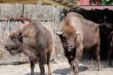 Bu görüntü, açık bir alanda iki bizonun heybetli varlıklarını ve kalın kürklerini vurguluyor. Kırsal ahşap zemin sahneye cazibe katıyor, doğal yaşam alanını vurguluyor..