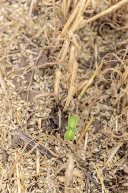Küçük yeşil bir tohum, zorlu bir çevreye rağmen umut ve büyümeyi temsil eden saman ve tahıllardan oluşan bir yataktan çıkar. Doğanın inadı parlar içinden.