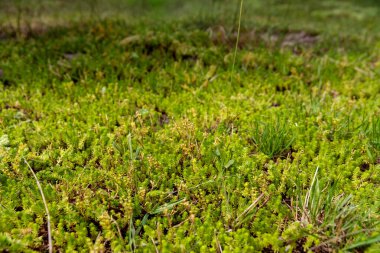 Bu resim yeşil yosun zengin bir genişlik göstermektedir otlar ile karıştırılmış, doğal güzelliği vurgulayan yeşil bir çevrede zemin örtüsünün karmaşık ayrıntıları tasvir.