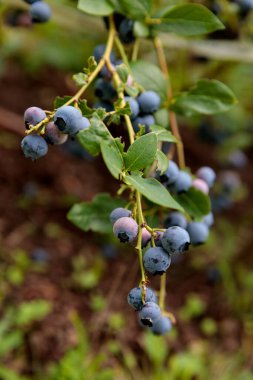 Bu resim, bir daldaki yaban mersinlerinin detaylı bir görüntüsünü sergiliyor, zengin mavi tonlarını ve yemyeşil yapraklarını vurguluyor, doğal bir ortamda toprak ve yeşillik zeminine karşı kurulmuş..