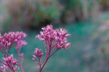 Güzelliğin özünü yakalayan bu resim, arka planda yumuşak ve sessiz renklerle dolu sakin bir ortamda çiçek açan narin pembe çiçek kümelerini sergiliyor..