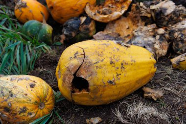 Bu görüntü, çürüyen balkabaklarının yakın plan görüntülerini yakalıyor. Çürümüş sarı derileri ve yerde yatan yeşil balkabaklarıyla bahçıvanlık çalışmalarında bir yaşam döngüsü ve çürüme döngüsünü vurguluyor..