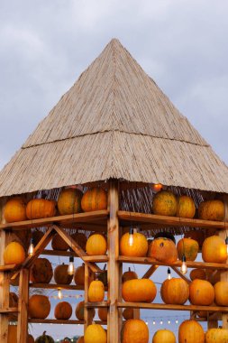 Görüntü, sonbahar kutlamaları ve hasat festivalleri için ideal sazdan çatılı ahşap bir yapıda sanatsal bir şekilde düzenlenmiş turuncu balkabakları sergiliyor..