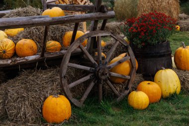 Bu görkemli sonbahar sahnesinde saman ve büyüleyici bir saksı dolu ahşap bir el arabasının yanında çeşitli gölgelerde canlı balkabakları sergileniyor..