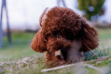 Bu resim, yemyeşil bir tarlada çubuğu kemiren sevimli kahverengi bir kanişi yakalıyor. Köpeğin tüylü kürkü ve şakacı tavrı doğal ortamlardaki evcil hayvanların neşesini vurguluyor..