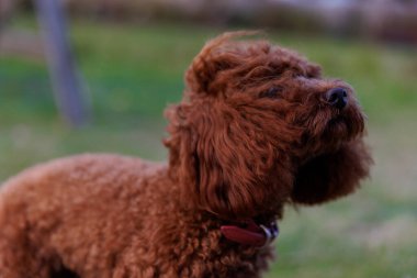 Bu büyüleyici kahverengi kaniş tüylü tüylü tüylü tüyleriyle sakince duruyor, bereketli yeşilliklerle çevrili iken neşeli doğasını sergiliyor, doğadaki evcil hayvanların neşesini gösteriyor..
