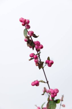 Bu resim canlı pembe böğürtlenlerle süslenmiş ince bir dalı gösteriyor, doğanın karmaşık ayrıntılarını ve renklerini gözler önüne seriyor, kontrastlık için yumuşak beyaz bir zemin üzerine mükemmel bir şekilde kurulmuş..