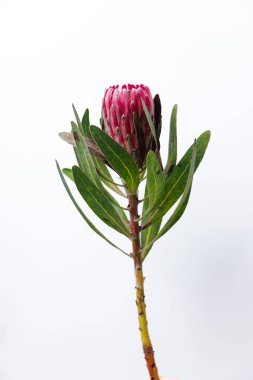 Bu resim canlı pembe yapraklarını ve gür yeşil yapraklarını sergileyen güzel bir protea çiçeğini sergiliyor. Çiçek meraklıları ve doğa severler için mükemmel..