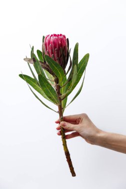 Görüntü, zarif bir el tarafından tutulan çarpıcı bir prota çiçeğini yakalıyor, büyüleyici pembe yapraklarını ve yemyeşil yapraklarını vurguluyor, çiçek aranjmanları ve doğa meraklıları için mükemmel..